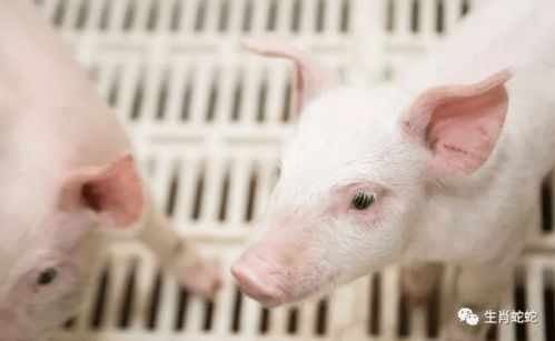 屬豬者六月提醒 以靜制動，轉憂為安