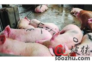 生豬屠宰加工 行業現狀、挑戰與數字化預警的重要性